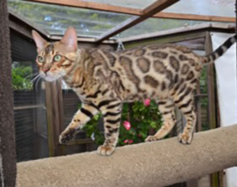 amazing bengal cats for sale