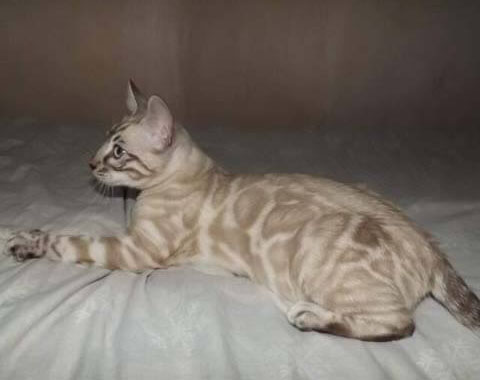 grey bengal cats for sale