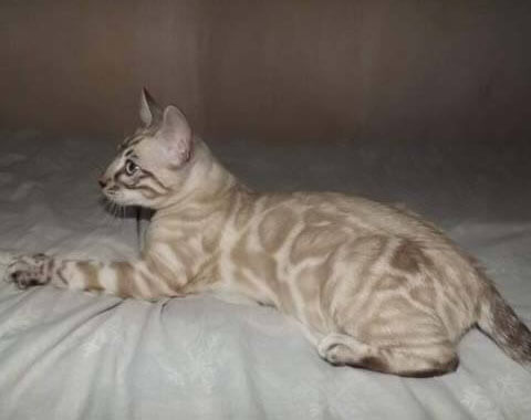 snow bengal cats for sale