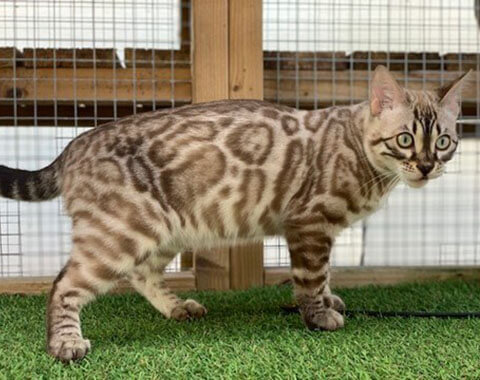 wild bengal cats for sale