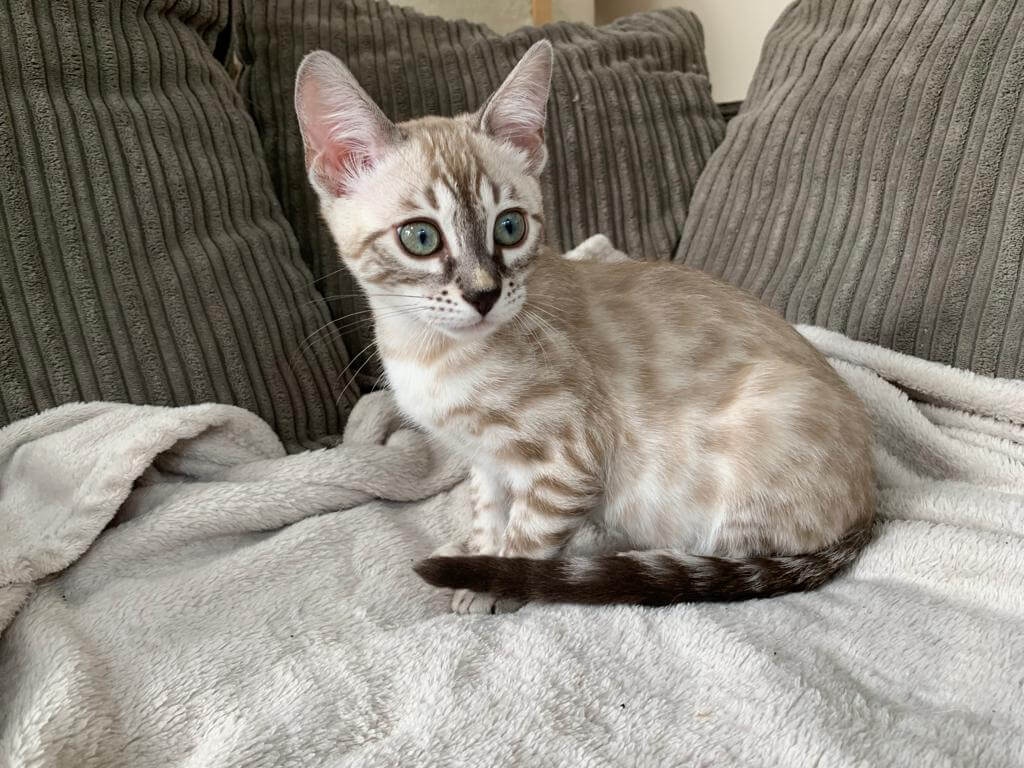 adorable bengal kitten for sale