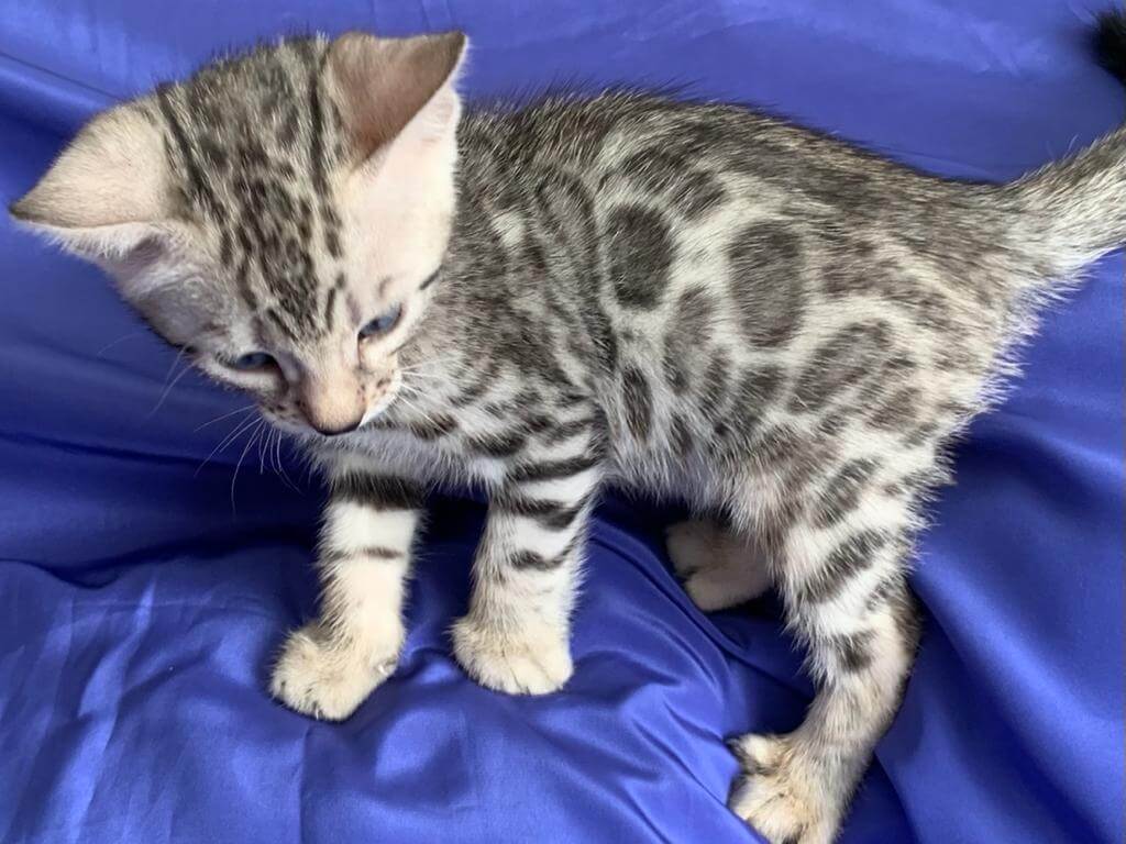 silver bengal kitten for sale