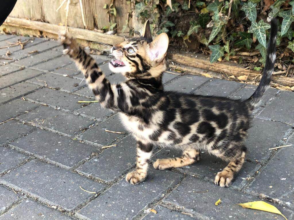 brown bengal kitten for sale