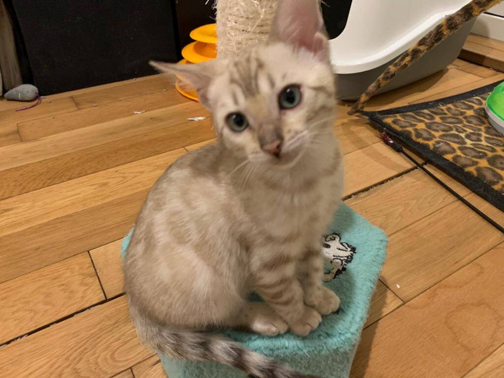 snow bengal kitten for sale