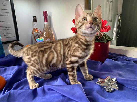 brown and tan bengal kitten for sale