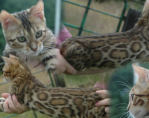 brown bengal cats for sale
