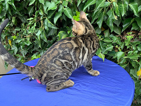 cute bengal kitten for sale