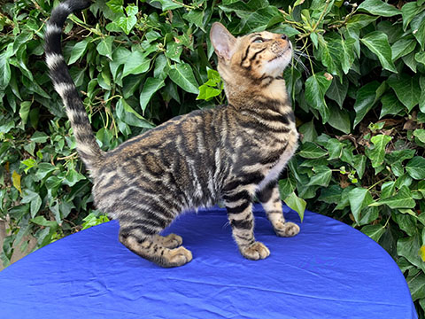 bengal kitten for sale