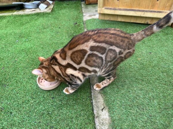 snow bengal cats for sale
